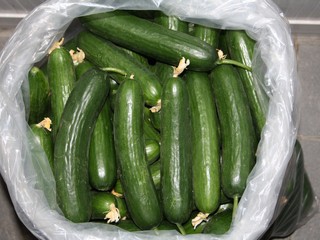 TNT 1077 F1 4 cucumber seed