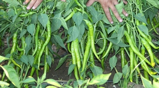 biber titanyum pepper f1