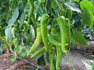 cohiba f1 carliston biber