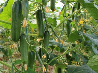 hyar pearl cucumber f1